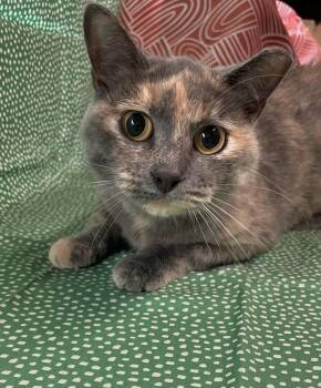 Sky -  Domestic Short Hair Cat for Adoption in Omaha, Nebraska - Sky | PetCurious