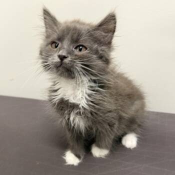 Bunny -  Domestic Medium Hair Cat for Adoption in Libertyville, Illinois - Bunny | PetCurious