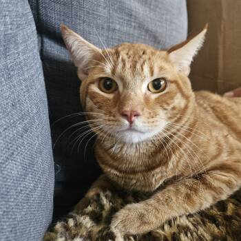 Rescue Domestic Short Hair Cats for Adoption in Brea, California - Zumba | PetCurious