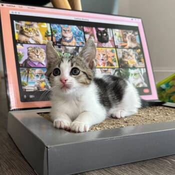 Thunder -  Domestic Short Hair Cat for Adoption in Sunrise, Florida - Thunder | PetCurious