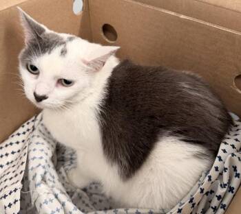 Marshmallow -  Domestic Short Hair Cat for Adoption - Marshmallow | PetCurious