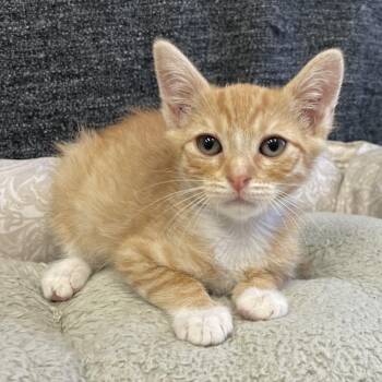 Mambo -  Domestic Short Hair Cat for Adoption in Hawthorne, California - Mambo | PetCurious