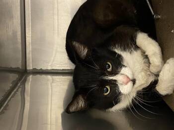 Domestic Short Hair Cats Available for Adoption in Modesto, California - A610049 | PetCurious
