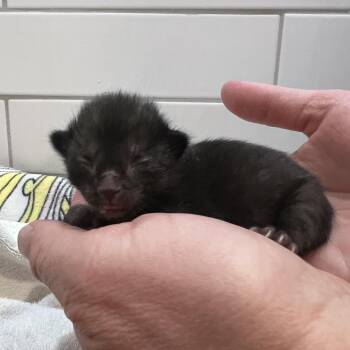 Domestic Short Hair Cats Available for Adoption in Glenwood Springs, Colorado - Sumi | PetCurious
