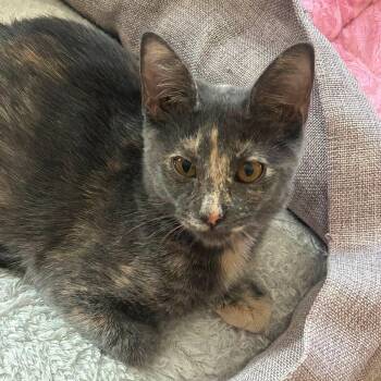 Habanero Chili -  Domestic Short Hair Cat for Adoption in San Tan Valley, Arizona - Habanero Chili | PetCurious