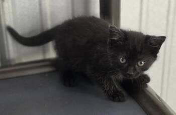 Rescue Domestic Medium Hair Cats for Adoption in Woodsfield, Ohio - Rain | PetCurious