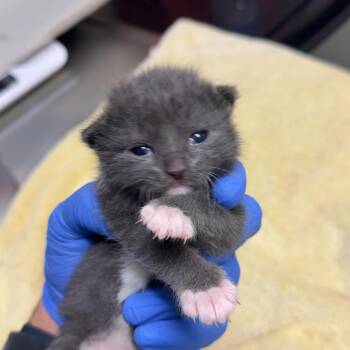 Polly -  Domestic Short Hair Cat for Adoption in Lakewood, Colorado - Polly | PetCurious