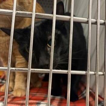 Iceman (Grim) -  Domestic Short Hair and Mixed Breed Cat for Adoption in Ashtabula, Ohio - Iceman (Grim) | PetCurious