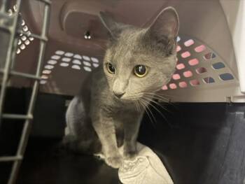 Russian Blue Cats Available for Adoption in Doral, Florida - SMOKEY | PetCurious