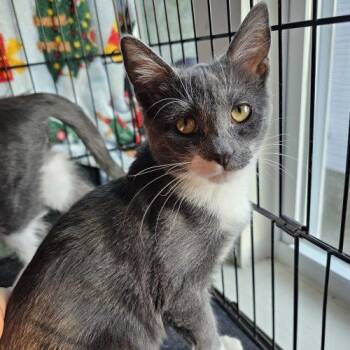 Cleo -  Tuxedo and Domestic Short Hair Cat for Adoption in Knoxville, Tennessee - Cleo | PetCurious
