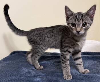 Kiko -  Domestic Short Hair Cat for Adoption in Garden City, Michigan - Kiko | PetCurious