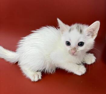 Wendy -  Tabby Cat for Adoption - Wendy | PetCurious