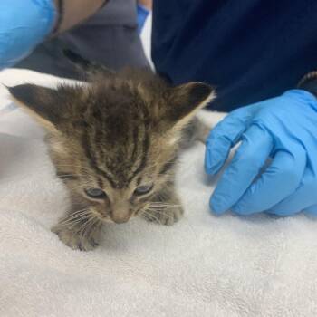 Tulip -  Domestic Short Hair Cat for Adoption in West Palm Beach, Florida - Tulip | PetCurious