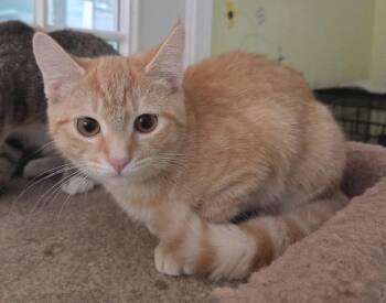 Marigold Shewman (sweet orange tabby girl) -  Domestic Short Hair Cat for Adoption in Stowe, Pennsylvania - Marigold Shewman (sweet Orange Tabby Girl) | PetCurious
