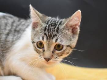 Goose -  Domestic Short Hair Cat for Adoption in Portland, Oregon - Goose | PetCurious