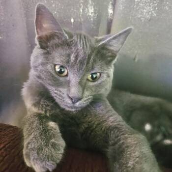 Rescue Domestic Short Hair Cats for Adoption in Sonora, California - Miss Gray | PetCurious