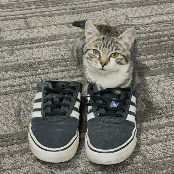 Gracie -  Domestic Short Hair Cat for Adoption in Raleigh, North Carolina - Gracie | PetCurious