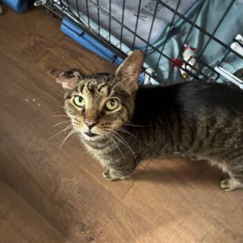 ELI & DEE DEE -  Domestic Short Hair Cat for Adoption in Ben Avon, Pennsylvania - ELI & DEE DEE | PetCurious
