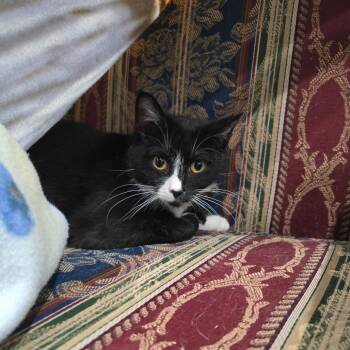 Domestic Short Hair Cats Available for Adoption - Sally | PetCurious