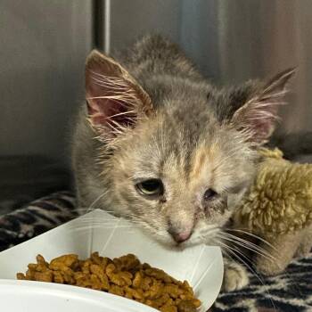 Trixie -  Domestic Short Hair Cat for Adoption in Newark, New Jersey - Trixie | PetCurious