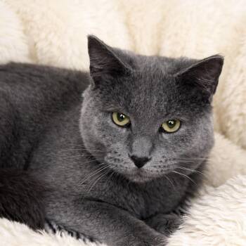 Domestic Short Hair Cats Available for Adoption - Rudy  | PetCurious