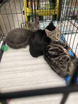 Blue Fulcher -  Domestic Short Hair Cat for Adoption in Chatham, Virginia - Blue Fulcher | PetCurious