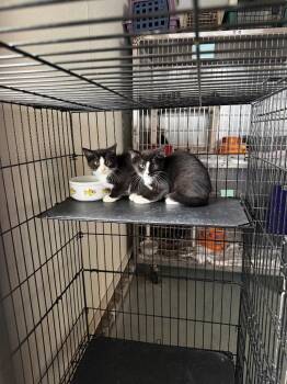 Devon -  Domestic Short Hair Cat for Adoption in Port Jervis, New York - Devon | PetCurious