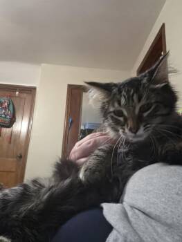 Spark -  Domestic Short Hair Cat for Adoption in Lincoln Park, Michigan - Spark | PetCurious