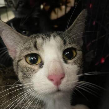 Kalyn -  Domestic Short Hair Cat for Adoption in Des Moines, Iowa - Kalyn | PetCurious