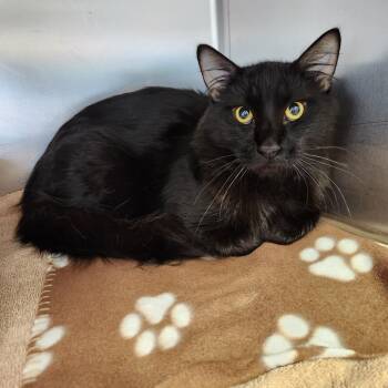 Tifton -  Domestic Long Hair Cat Available for Adoption - Tifton | PetCurious