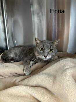 Domestic Short Hair Cats Available for Adoption - Fiona | PetCurious