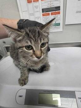 Fox -  Domestic Short Hair Cat for Adoption in Sevierville, Tennessee - Fox | PetCurious