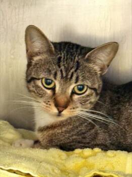 Domestic Short Hair Cats Available for Adoption - Eva | PetCurious