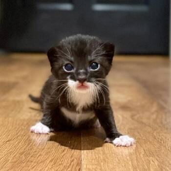 Domestic Short Hair Cats Available for Adoption in Bentonville, Arkansas - Ronda Rousey | PetCurious