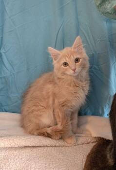 Rescue Domestic Medium Hair Cats for Adoption in Lake Orion, Michigan - Persimmon | PetCurious