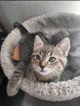Jasper -  Domestic Short Hair Cat for Adoption in Rochester Hills, Michigan - Jasper | PetCurious