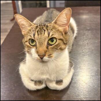 Rescue Domestic Short Hair and Tabby Cats for Adoption in Roswell, Georgia - Ever | PetCurious