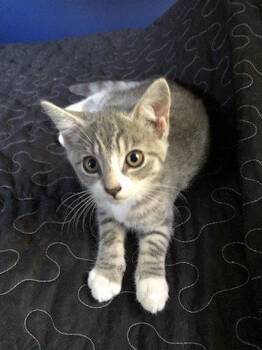 Juanita -  Domestic Short Hair Cat for Adoption in Coatesville, Pennsylvania - Juanita | PetCurious