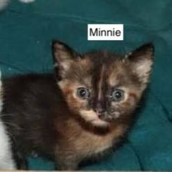 Minnie -  Domestic Short Hair Cat for Adoption in Madison, Wisconsin - Minnie | PetCurious