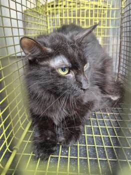 JERRY -  Domestic Medium Hair Cat for Adoption in San Antonio, Texas - JERRY | PetCurious