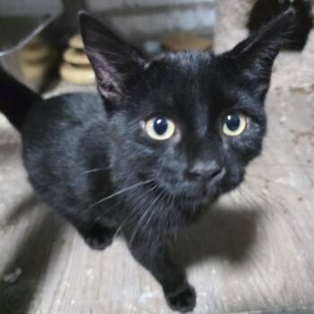 Noche -  Domestic Short Hair Cat for Adoption in Sioux Falls, South Dakota - Noche | PetCurious