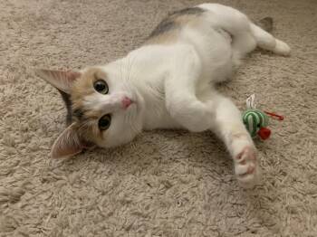 Rescue Domestic Short Hair Cats for Adoption in North East, Maryland - Autumn | PetCurious