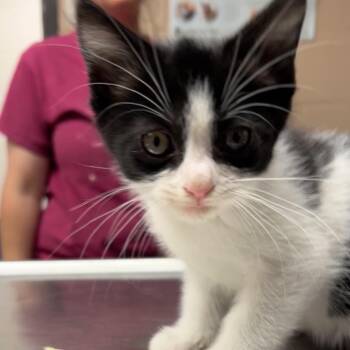 Harvey -  Domestic Short Hair Cat for Adoption in Newport, North Carolina - Harvey | PetCurious
