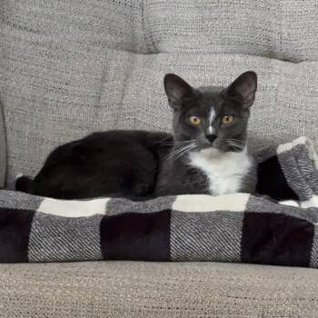 Domestic Short Hair Cats Available for Adoption in Rochester, Minnesota - Fefe- FOUND | PetCurious