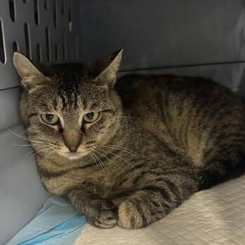 Ira -  Domestic Short Hair Cat for Adoption in Salt Lake City, Utah - Ira | PetCurious