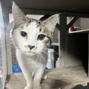 Domestic Short Hair Cats Available for Adoption - Digory | PetCurious