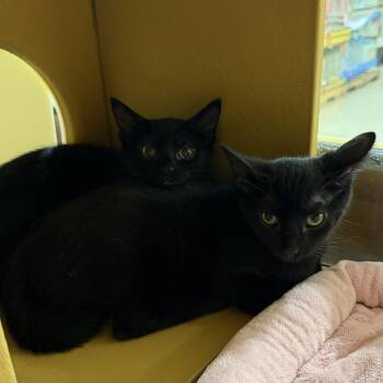 Ashe and Ember -  Bombay and Domestic Short Hair Cat for Adoption in Washington Township, New Jersey - Ashe And Ember | PetCurious