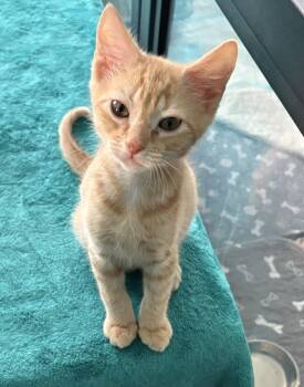 Parmigiana -  Domestic Short Hair Cat for Adoption in Sneads Ferry, North Carolina - Parmigiana | PetCurious