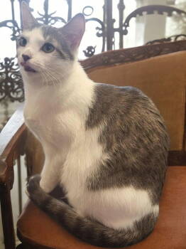 Rescue Domestic Short Hair Cats for Adoption in Champaign, Illinois - Cocoa | PetCurious