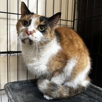 Rescue Calico Cats for Adoption in Hughesville, Maryland - Pearl | PetCurious
